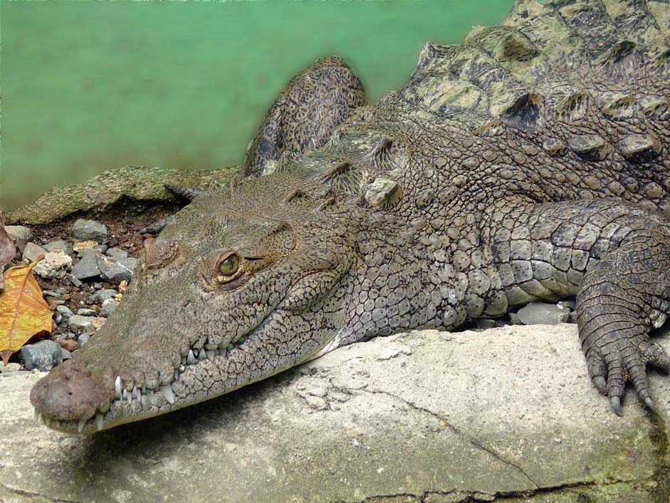 Country Exotic Animal Crocodile