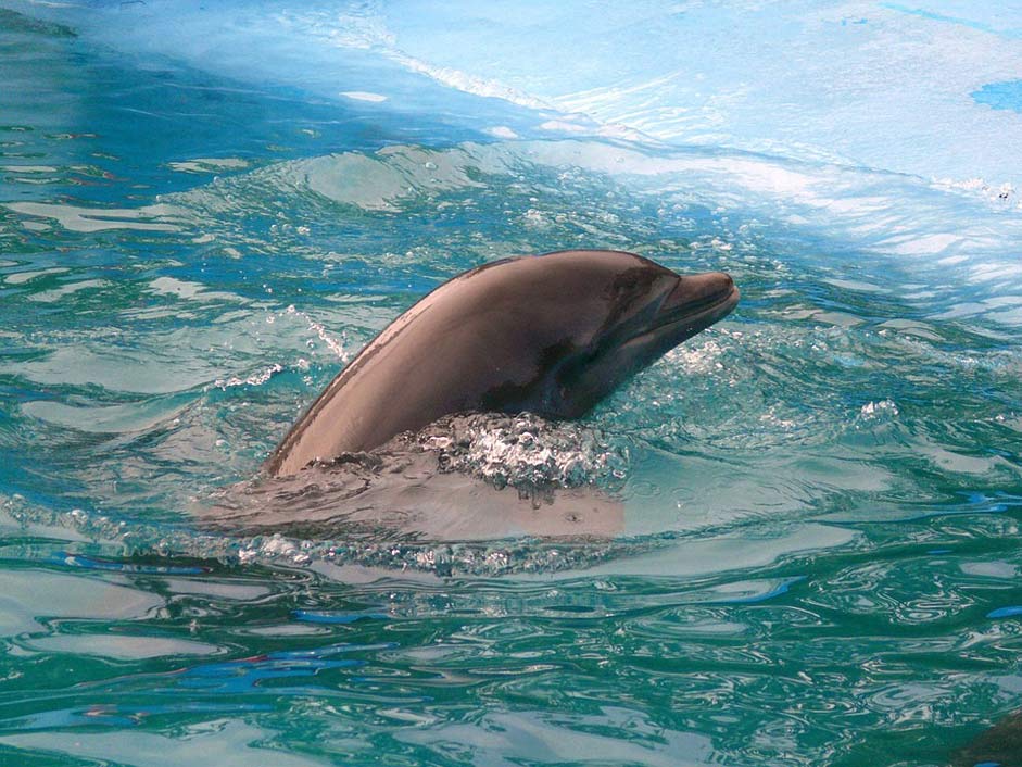 Republic Dominican Pool Dolphin