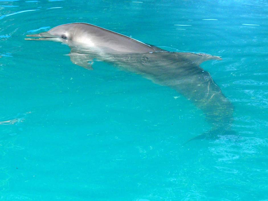 Republic Dominican Pool Dolphin