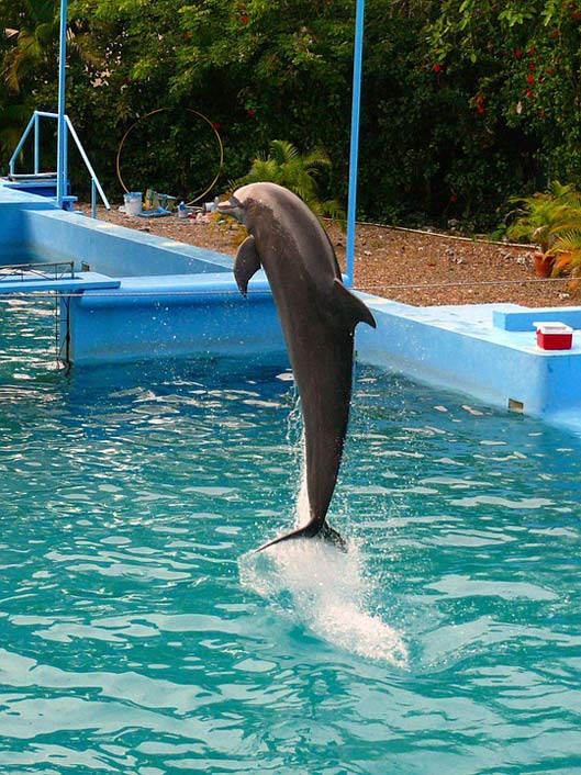 Pool Jumping Show Dolphin