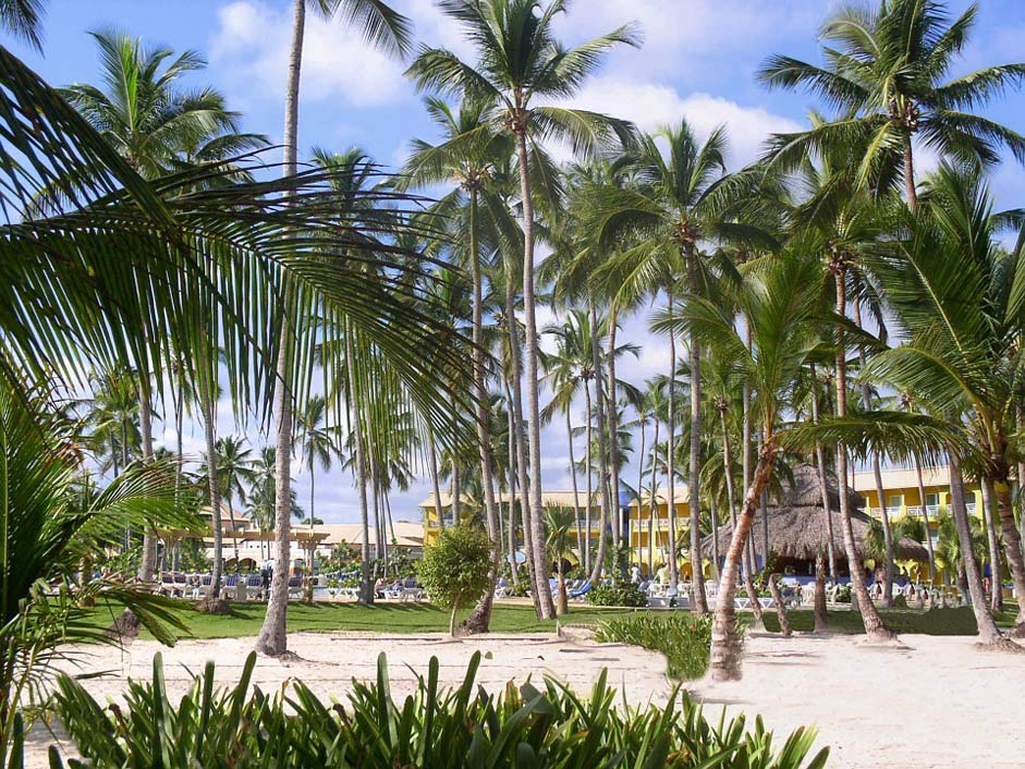 Vacations Caribbean Palm-Trees Dominican-Republic