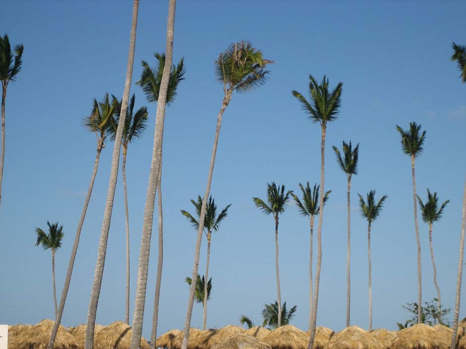  Beach Palm-Trees Dominican-Republic