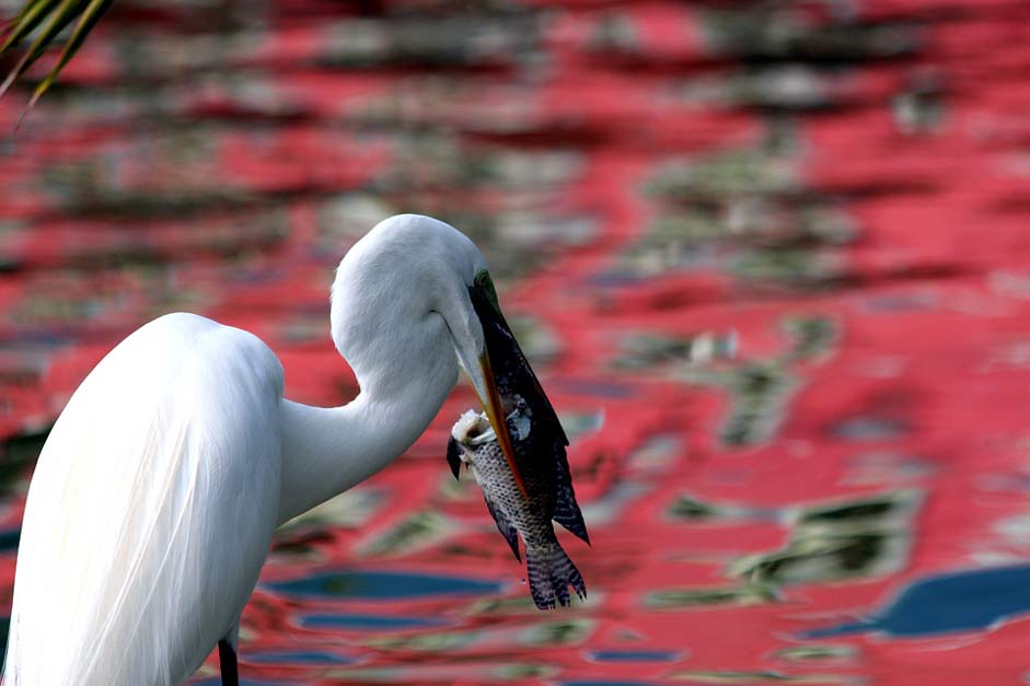 Long-Legged Heron Ardea-Alba Egret