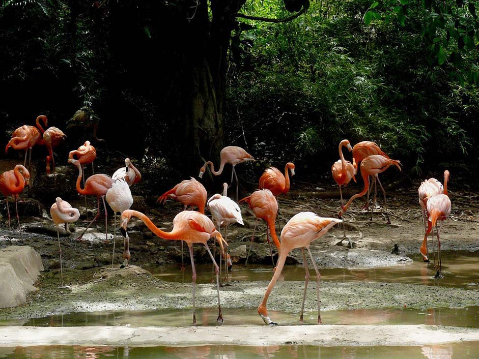 Dominican Animal Bird Flamingo