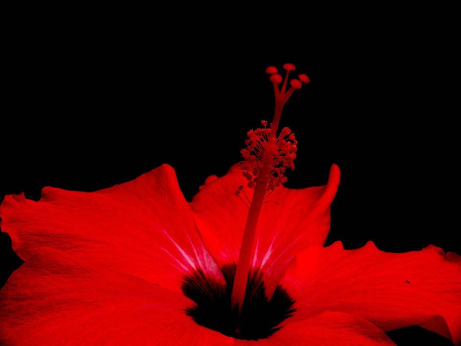 Nature Black Flora Flower