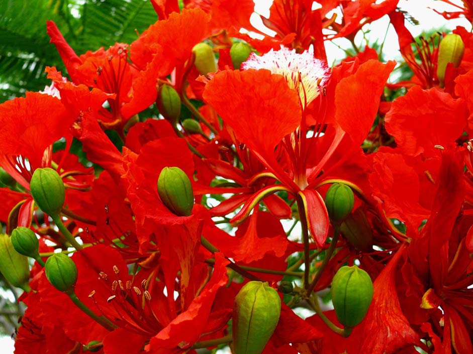 Delonix-Regia Bloom Red Flower