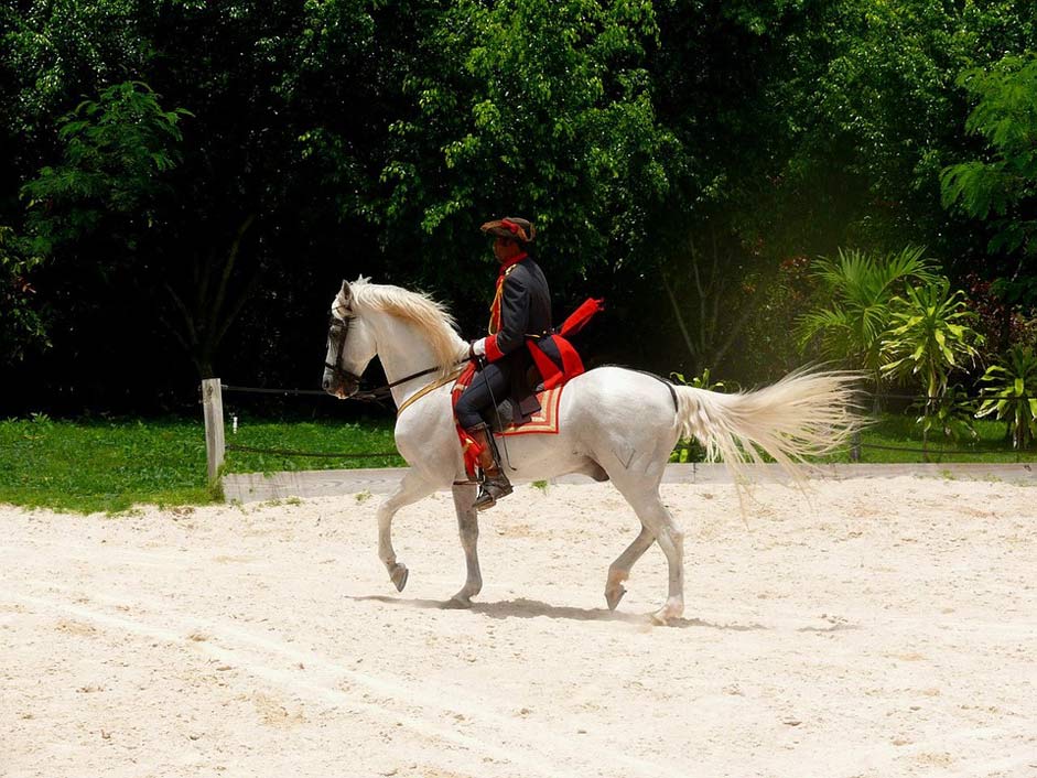 Man Riding Show Horse