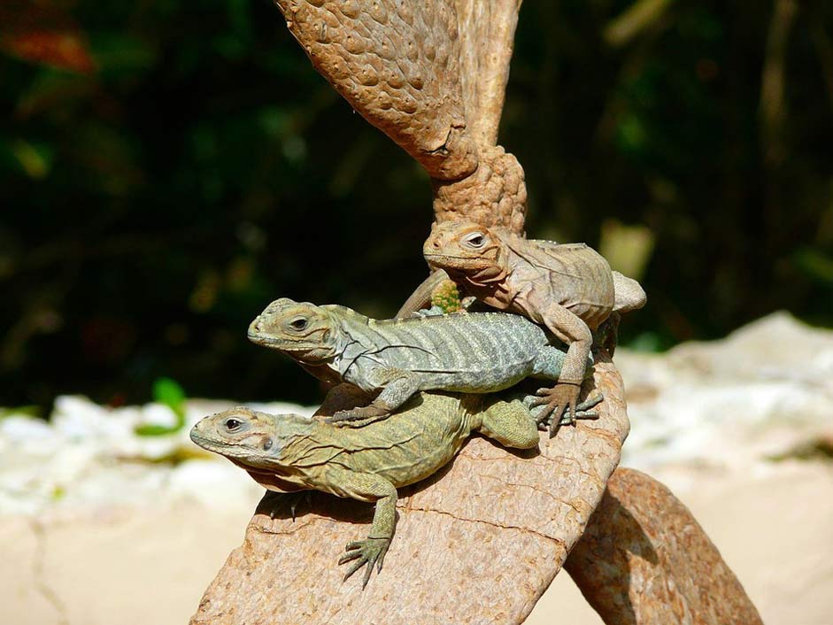 Exotic Animal Tree Iguanas