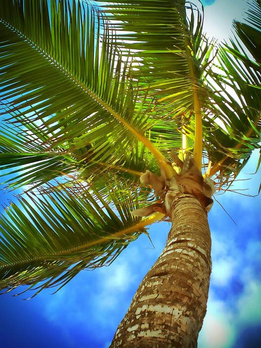 Sky Beach Caribbean Palm