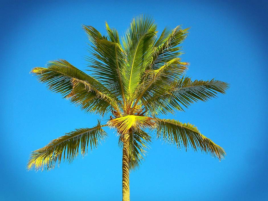 Sea Beach Caribbean Palm