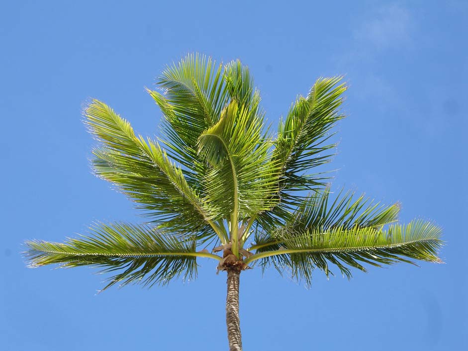 Dominican-Republic Sky-Blue Palm-Tree Palm