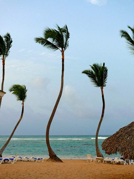 Sunny Beach Tree Palm