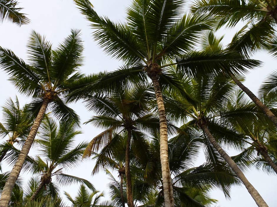 Dominican-Republic Hot High Palm-Trees