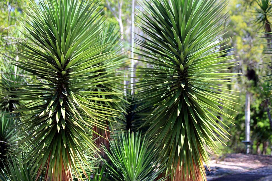 Nature Plant Unusual Palma