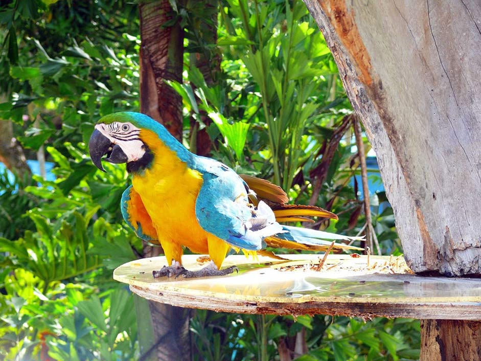 Animal Environment Natural Parrot