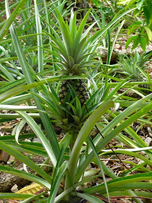 Dominican Exotic Fruit Pineapple