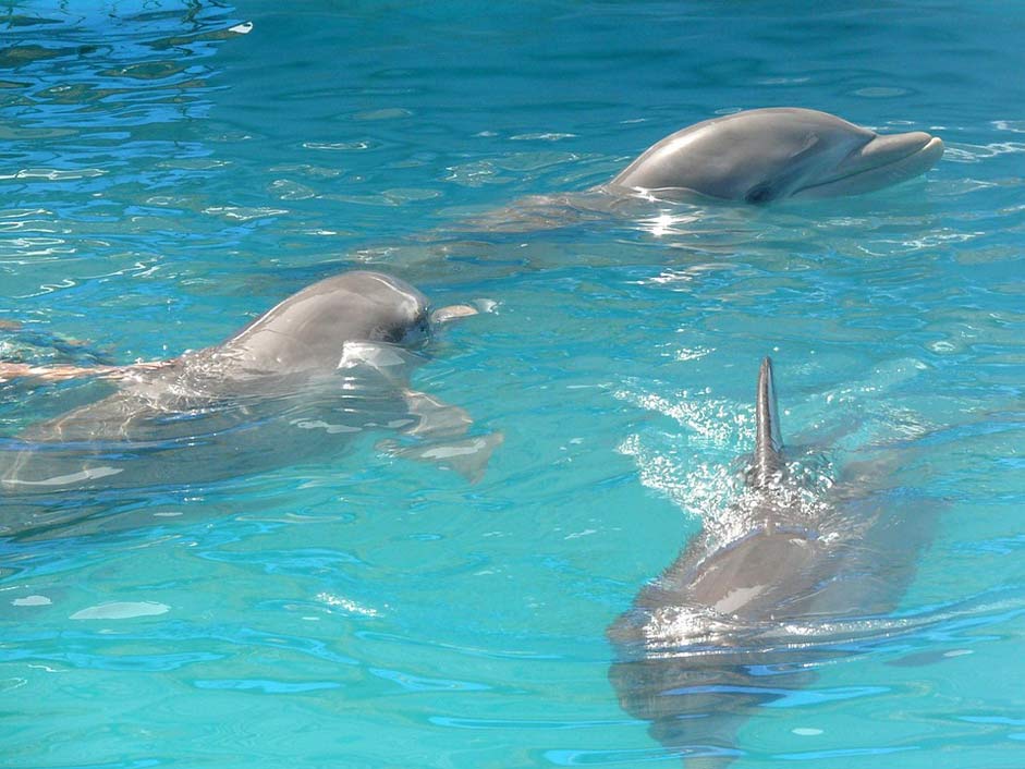 Dominican Pool Dolphins Three