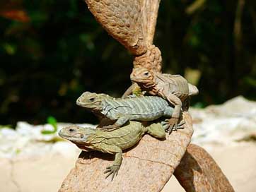 Iguanas Exotic Animal Tree Picture