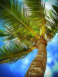 Palm Sky Beach Caribbean Picture