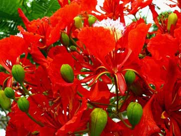 Flower Delonix-Regia Bloom Red Picture