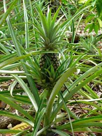 Pineapple Dominican Exotic Fruit Picture