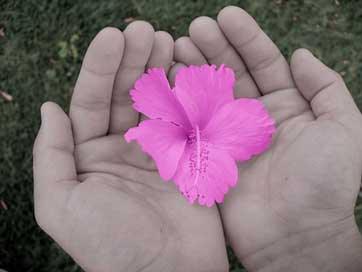 Flower Nature Flora Hands Picture