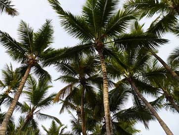 Palm-Trees Dominican-Republic Hot High Picture