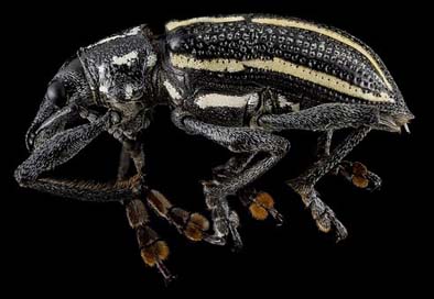 Weevil Wildlife Insect Macro Picture