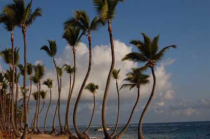 Punta-Cana Hotel Palms Caribbean Picture