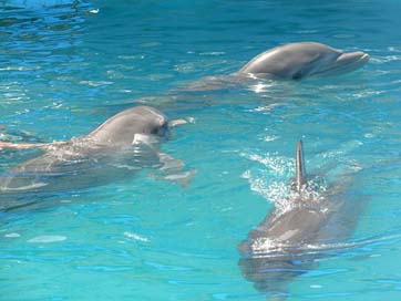Three Dominican Pool Dolphins Picture