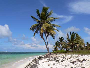 Dominican-Republic Coconut Beach Punta-Cana Picture