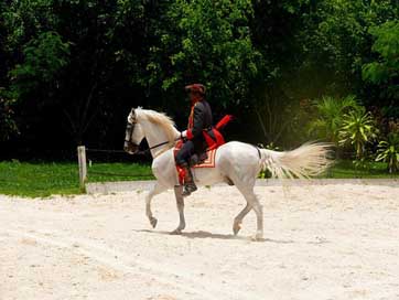 Horse Man Riding Show Picture
