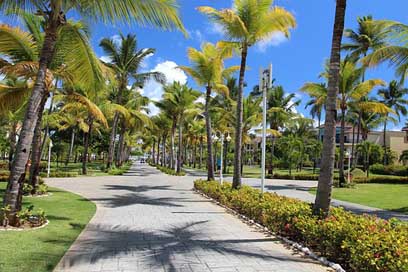 Palm-Trees Travel Summer Sky Picture