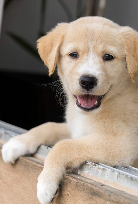 Labrador Dog Puppy Animal
