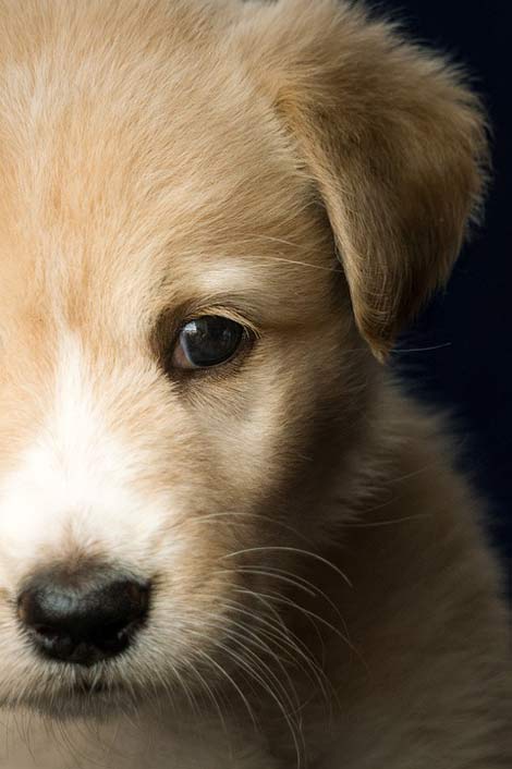 Labrador Dog Puppy Animal