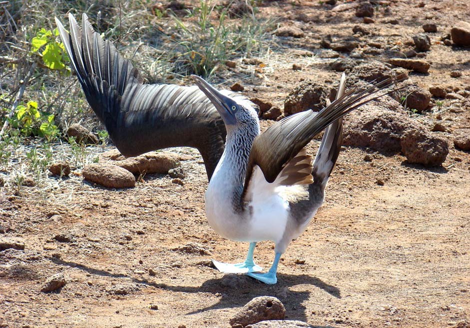 Mating-Ritual Booby Blue-Footed Bird