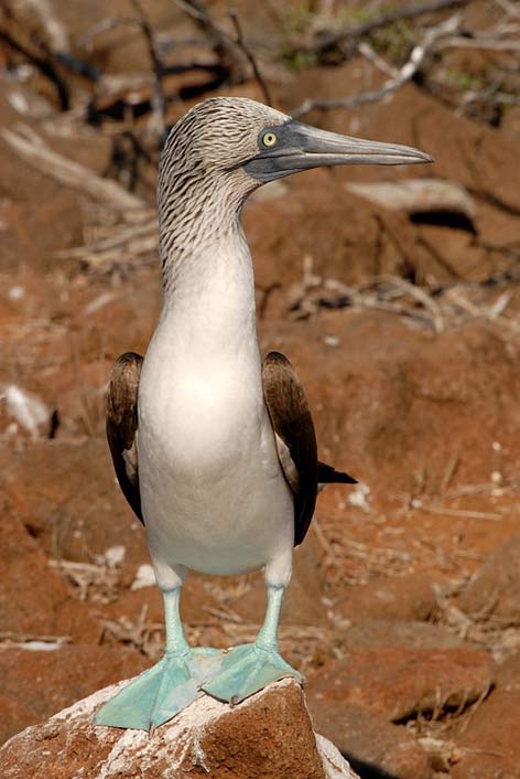 Bird Blue-Footed Galapagos Booby