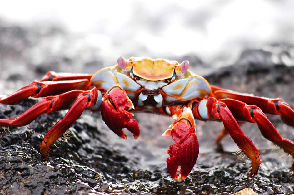 Ecuador Krabbe Galapagos Crab