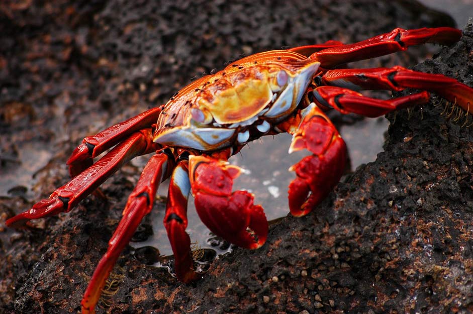 Nature Ecuador Galapagos Crab