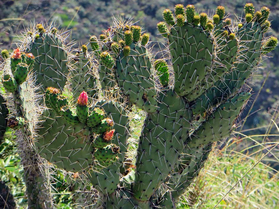Thorns Flower Cactus Ecuador