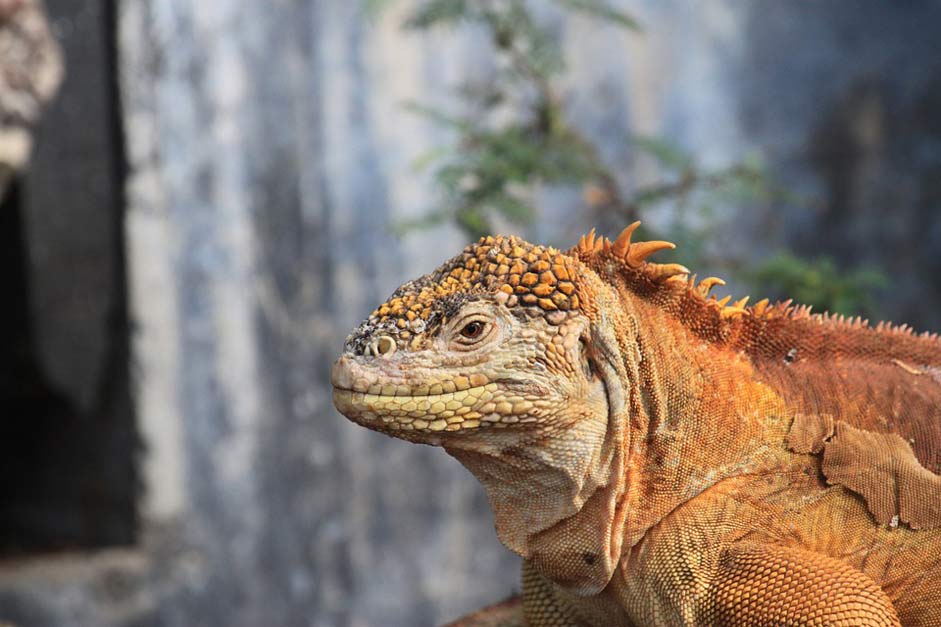 Reptile Iguana Galapagos Land-Iguana