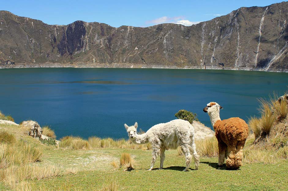 Andes Mammal Animal Llamas
