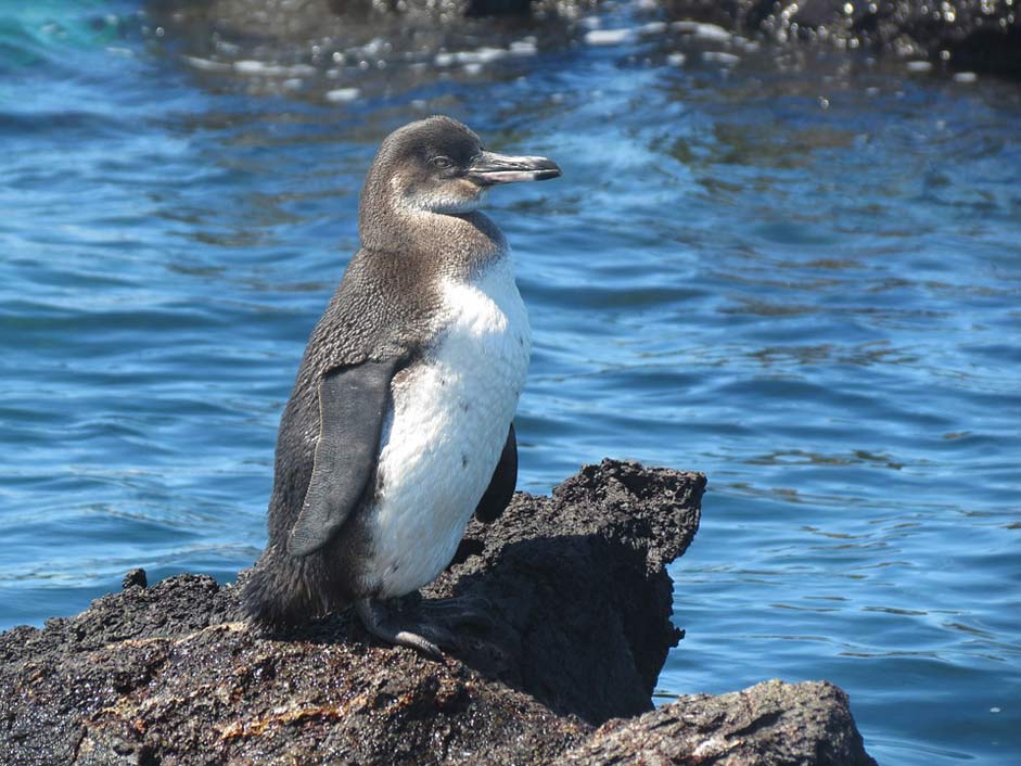 Galapagos Flightless Bird Penguin