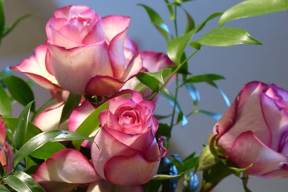 Decorative Pink Ecuador-Rose Rose