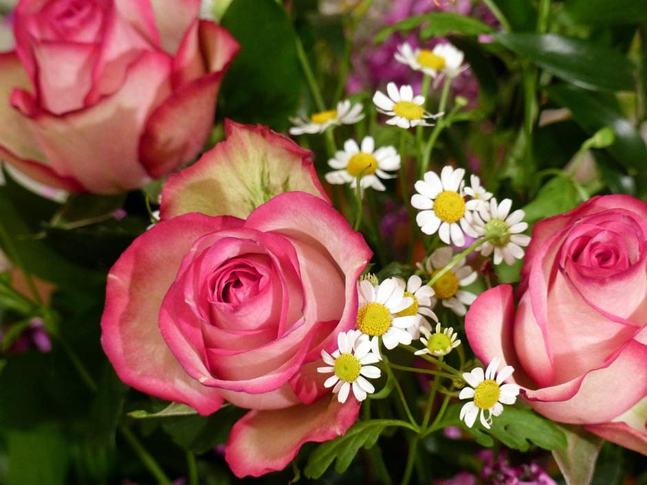 Pink Rosacea Ecuador-Rose Rose