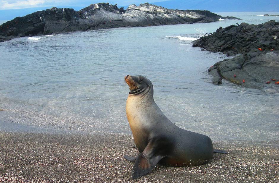 Ecuador Seal Lion Sea