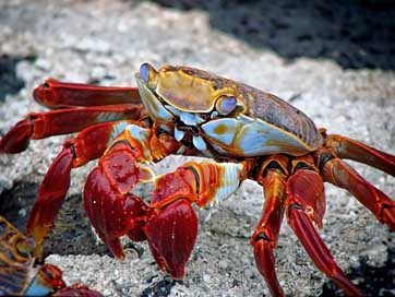 Crab Archipelago Aquatic Animal Picture