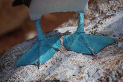 Blue-Footed-Boobie Webbed Duck Ecuador Picture