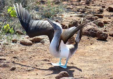 Bird Mating-Ritual Booby Blue-Footed Picture