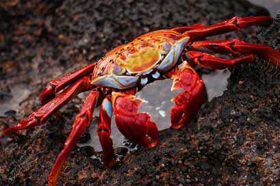 Crab Nature Ecuador Galapagos Picture